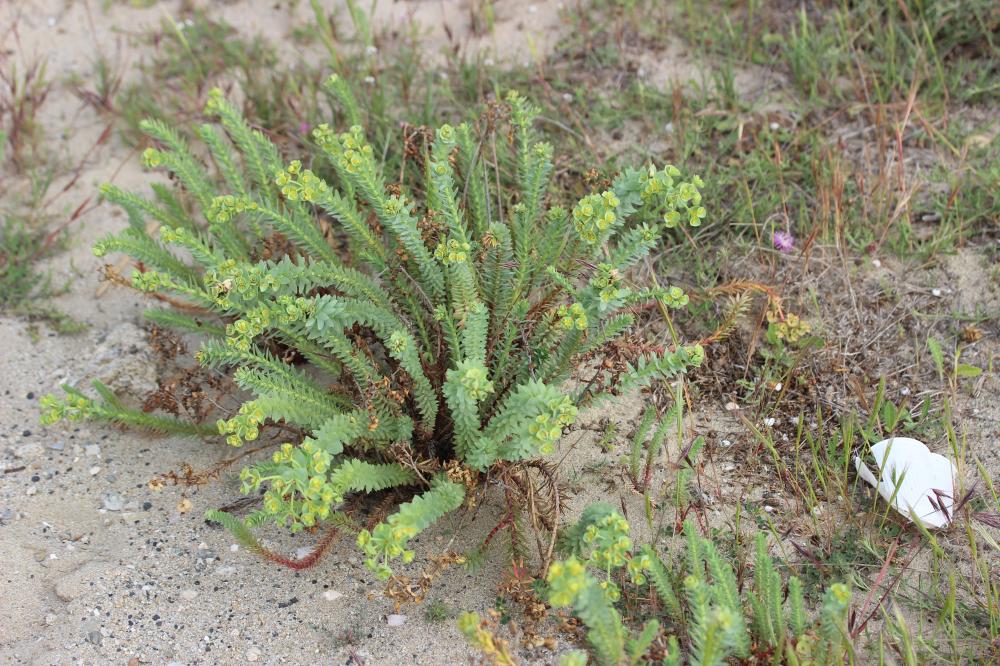Euphorbe maritime, Euphorbe des sables Euphorbia paralias L., 1753