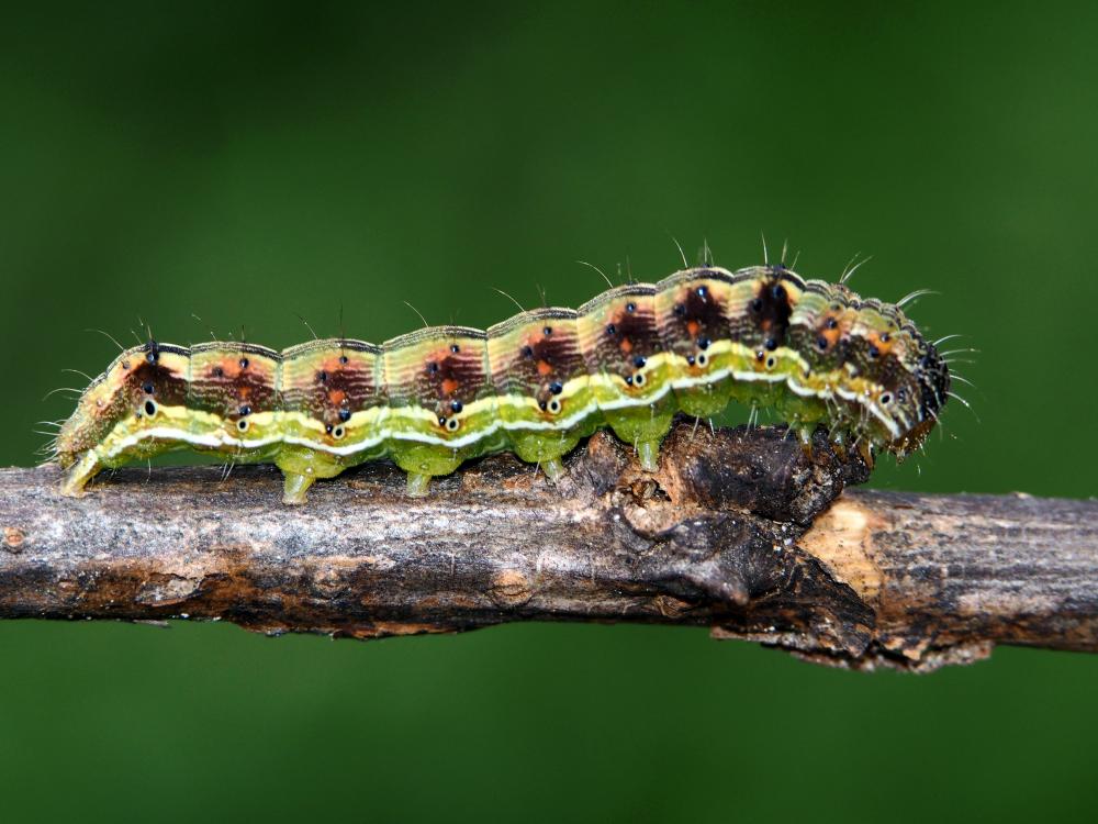 Armigère (L') Helicoverpa armigera (Hübner, 1808)