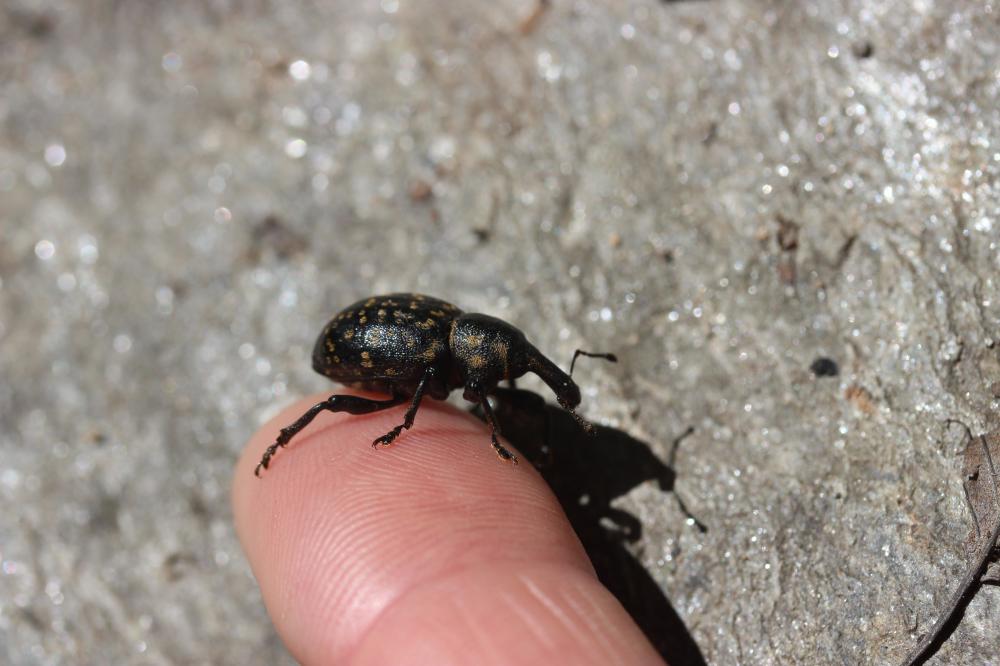  Liparus germanus (Linnaeus, 1758)