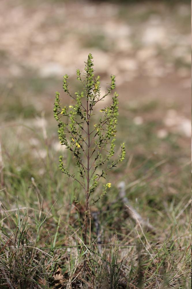 Euphraise visqueuse, Odontitès visqueux Odontites viscosus (L.) Clairv., 1811