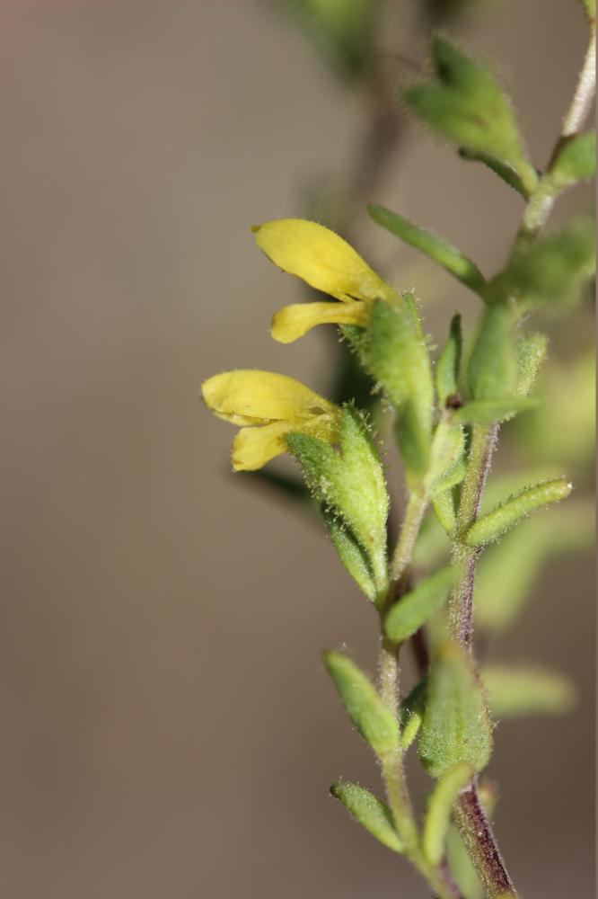 Euphraise visqueuse, Odontitès visqueux Odontites viscosus (L.) Clairv., 1811