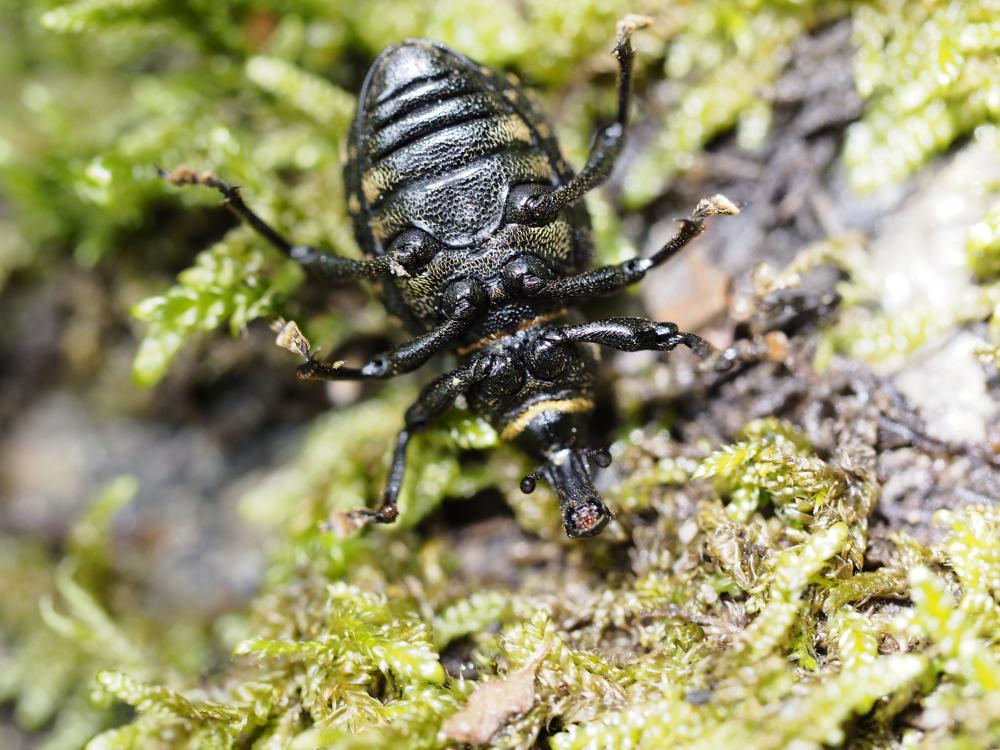 Liparus germanus (Linnaeus, 1758)