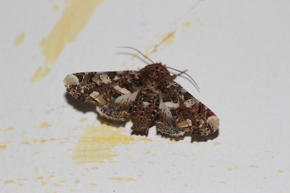 Noctuelle adulatrice (La) Eutelia adulatrix (Hübner, 1813)