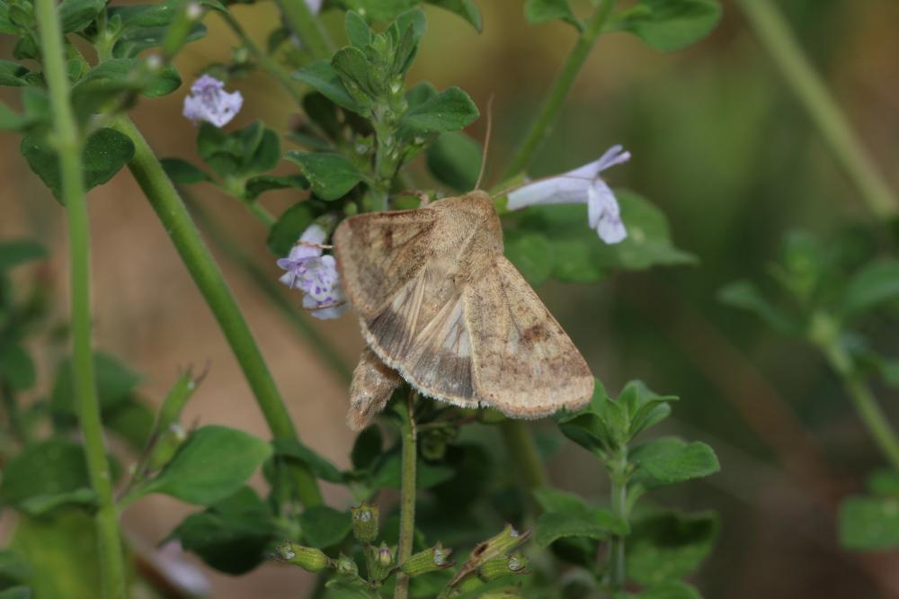 Armigère (L') Helicoverpa armigera (Hübner, 1808)