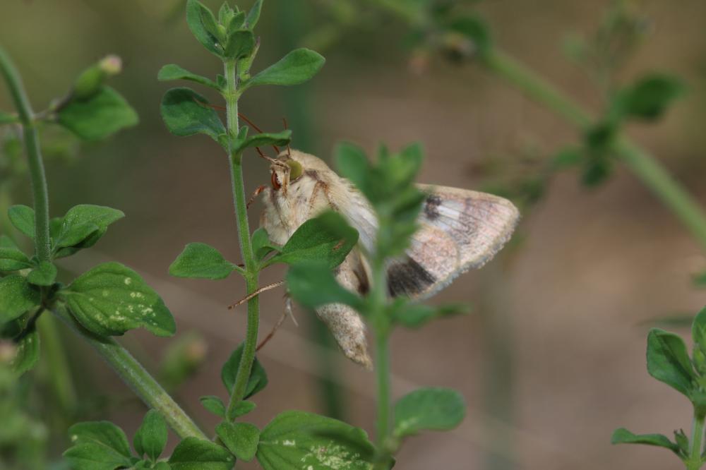 Armigère (L') Helicoverpa armigera (Hübner, 1808)