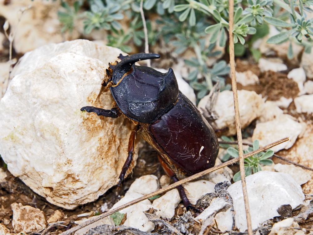 Scarabée rhinocéros européen, Rhinocéros Oryctes nasicornis (Linnaeus, 1758)