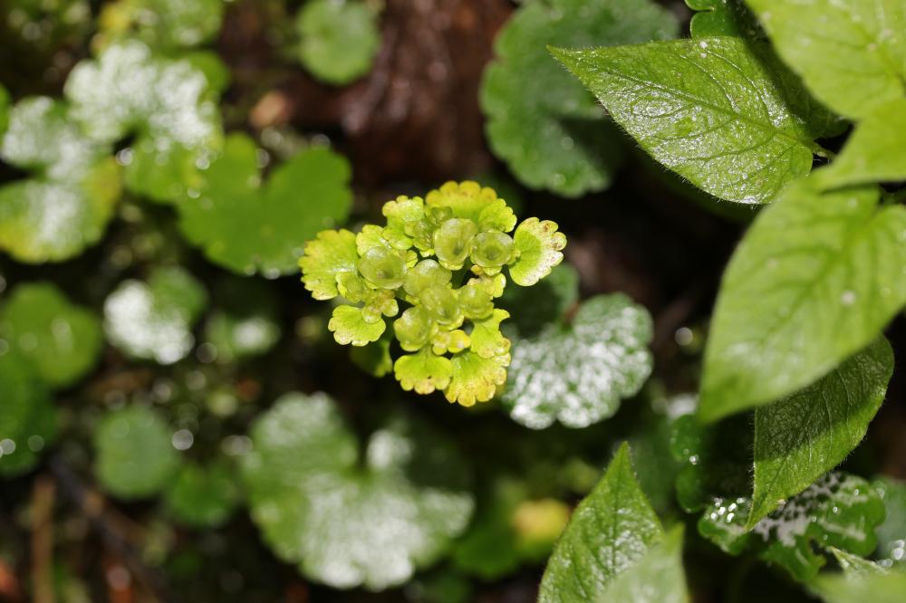 Dorine à feuilles alternes, Cresson de rocher, Cre Chrysosplenium alternifolium L., 1753