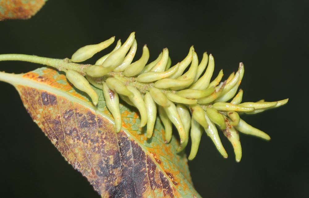 Saule à cinq étamines, Saule odorant Salix pentandra L., 1753
