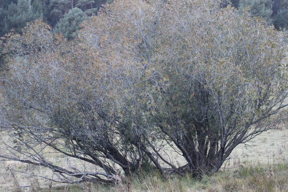 Saule à cinq étamines, Saule odorant Salix pentandra L., 1753