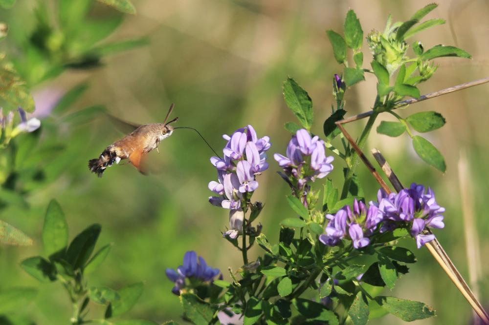 Moro-Sphinx (Le), Sphinx du Caille-Lait (Le) Macroglossum stellatarum (Linnaeus, 1758)