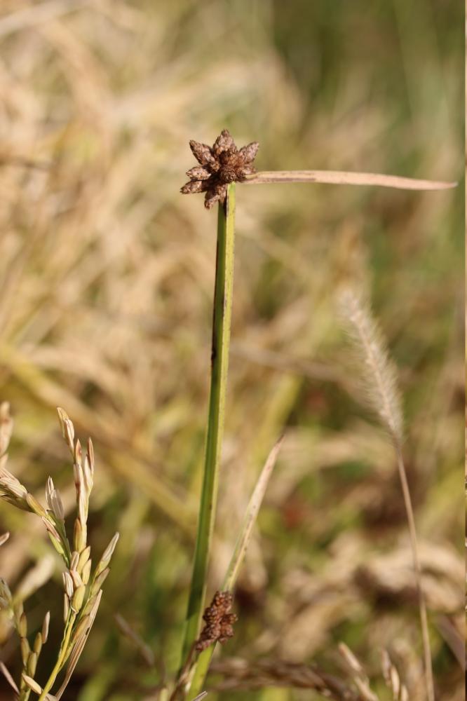 Scirpe mucroné, Scirpe à écailles mucronées Schoenoplectus mucronatus (L.) Palla, 1888