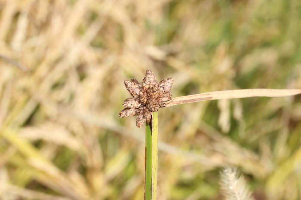 Scirpe mucroné, Scirpe à écailles mucronées Schoenoplectus mucronatus (L.) Palla, 1888