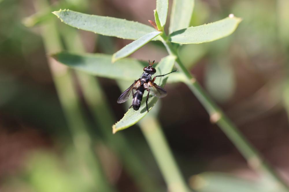 Cylindromyia rufipes (Meigen, 1824)