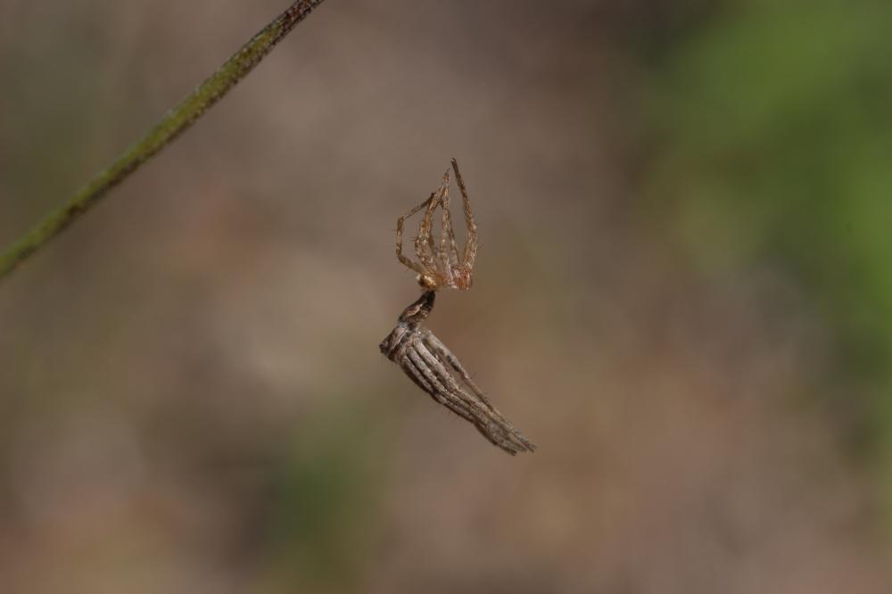 Araignées Araneae Clerck, 1758