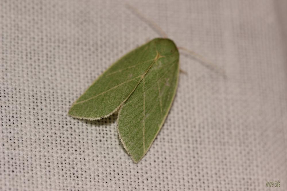 Halias du Chêne (La) Bena bicolorana (Fuessly, 1775)