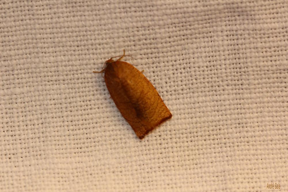  Cacoecimorpha pronubana (Hübner, 1799)