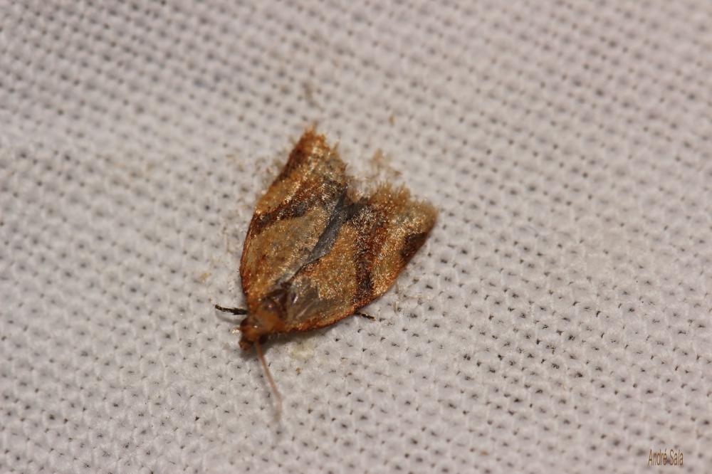  Clepsis consimilana (Hübner, 1817)