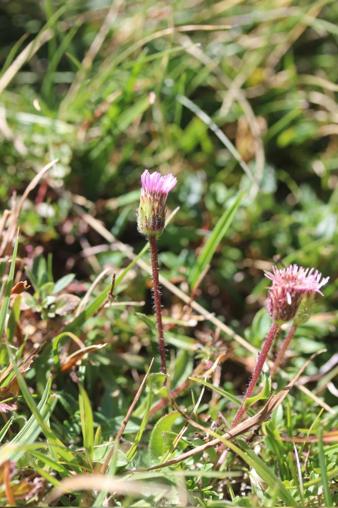 Vergerette des Alpes Erigeron alpinus L., 1753