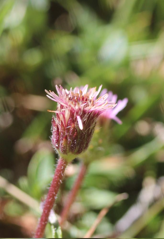Vergerette des Alpes Erigeron alpinus L., 1753