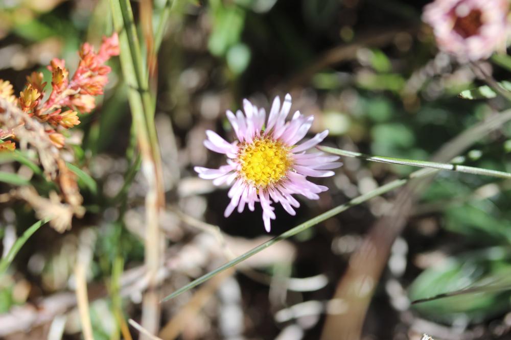 Vergerette des Alpes Erigeron alpinus L., 1753