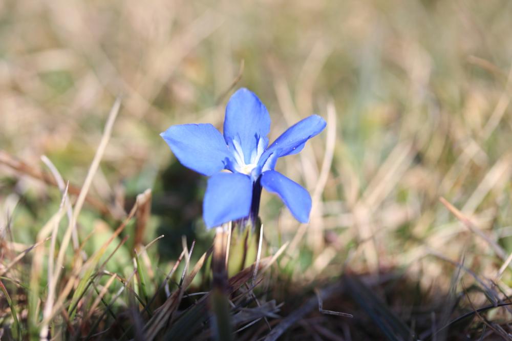Gentiane printanière Gentiana verna L., 1753