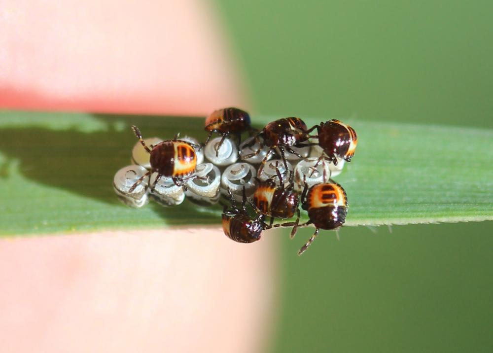 Eurydema Laporte, 1833