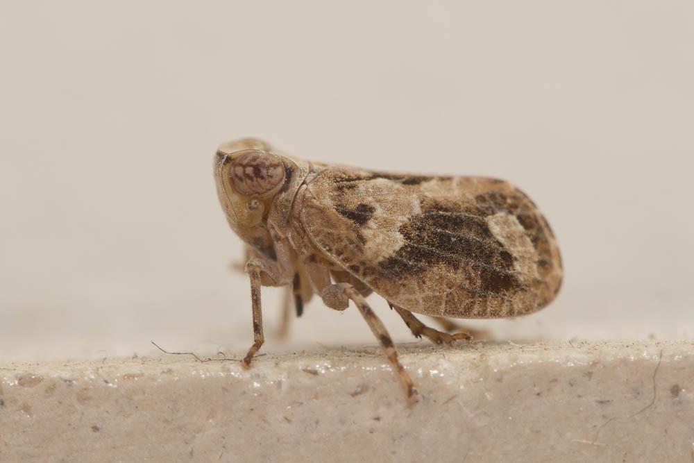 Latilica maculipes (Melichar, 1906)