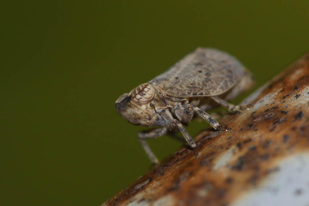 Latilica maculipes (Melichar, 1906)