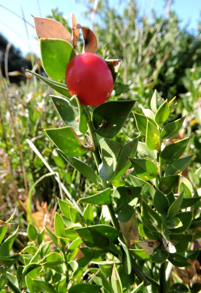 Fragon, Petit houx, Buis piquant Ruscus aculeatus L., 1753