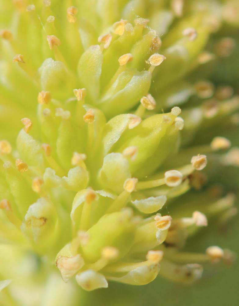 Tofieldie à calicule Tofieldia calyculata (L.) Wahlenb., 1812