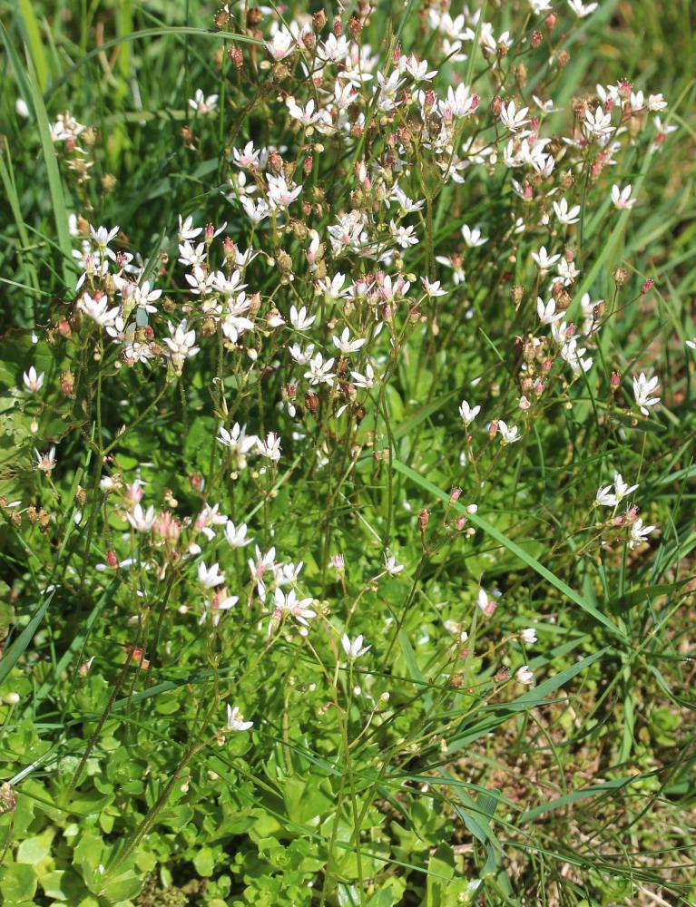 Saxifrage étoilée Micranthes stellaris (L.) Galasso, Banfi & Soldano, 2005