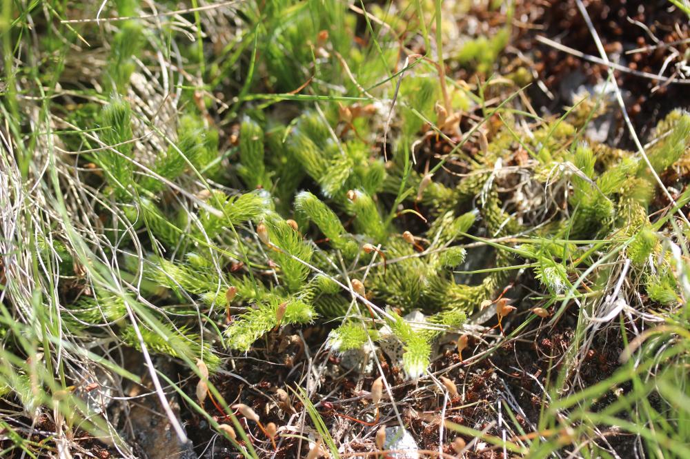 Lycopode des tourbières, Lycopode inondé Lycopodiella inundata (L.) Holub, 1964