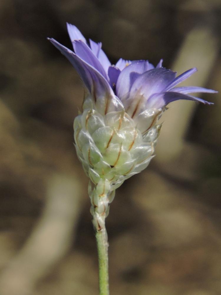 Cupidone, Catananche bleue, Cigaline Catananche caerulea L., 1753