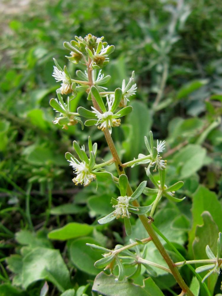Réséda raiponce Reseda phyteuma L., 1753