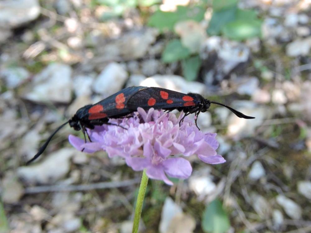  Zygaena Fabricius, 1775