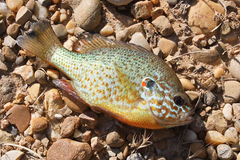 Perche-soleil, Achigan à petite bouche, Boer, Cali Lepomis gibbosus (Linnaeus, 1758)