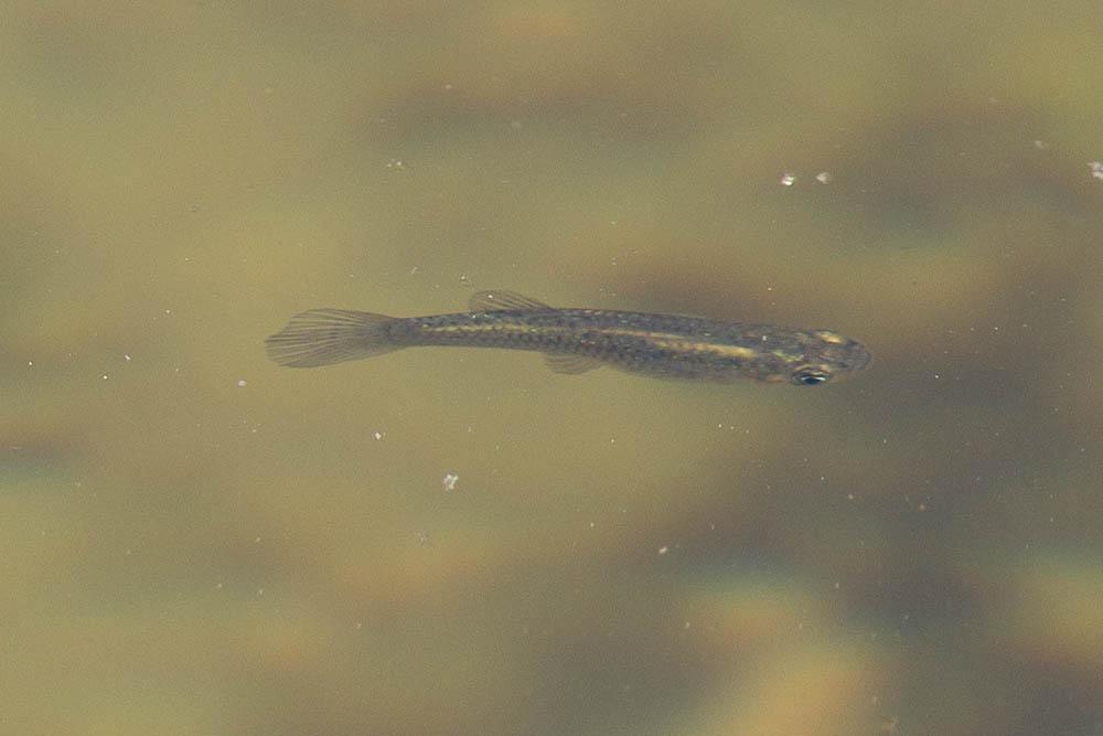 Gambusie Gambusia holbrooki Girard, 1859