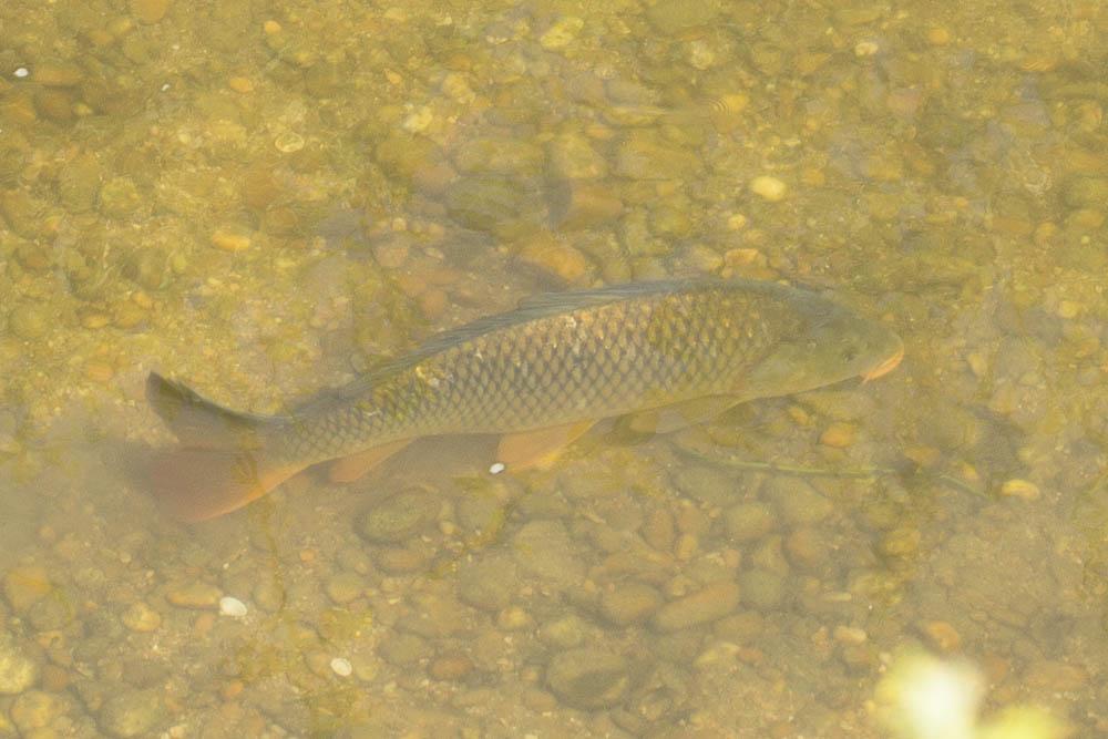 Carpe commune, Carpat, Carpeau, Escarpo, Kerpaille Cyprinus carpio Linnaeus, 1758