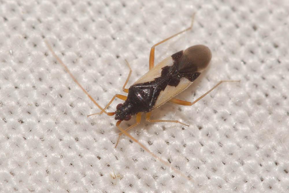  Hallodapus suturalis (Herrich-Schäffer, 1837)