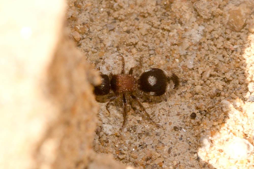 Smicromyrme Thomson, 1870
