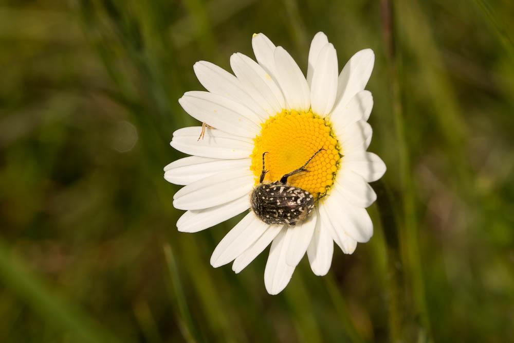 Marguerite commune, Leucanthème commun Leucanthemum vulgare Lam., 1779