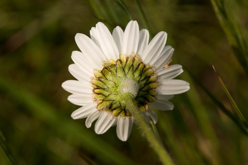 Marguerite commune, Leucanthème commun Leucanthemum vulgare Lam., 1779