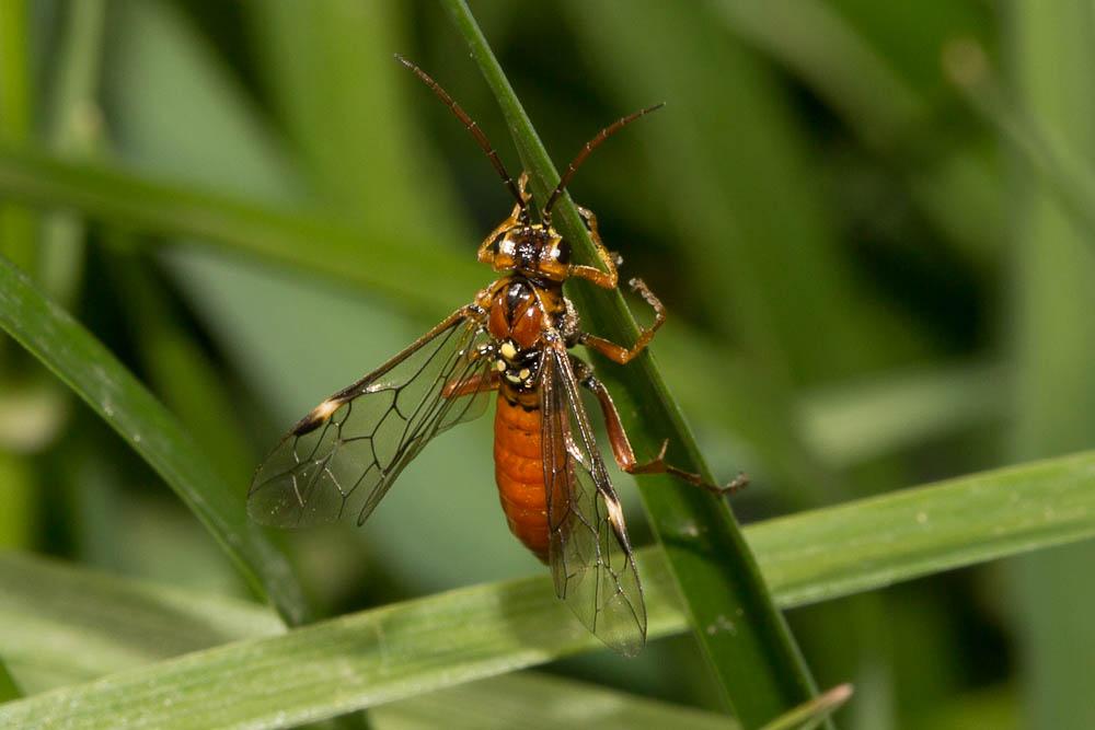 Mouche-à-scie perlée, Mouche-à-scie fauve à point  Tenthredopsis nassata (Linnaeus, 1767)
