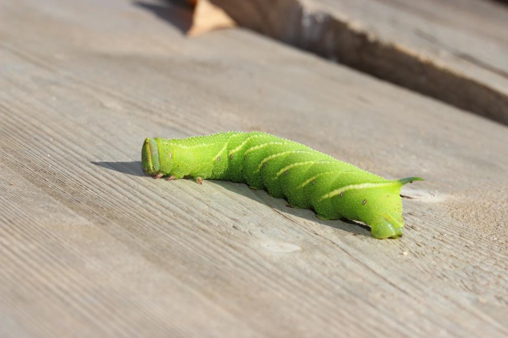 Sphinx du Peuplier (Le) Laothoe populi (Linnaeus, 1758)