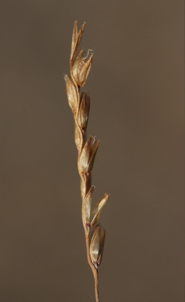 Mibora naine, Famine Mibora minima (L.) Desv., 1818