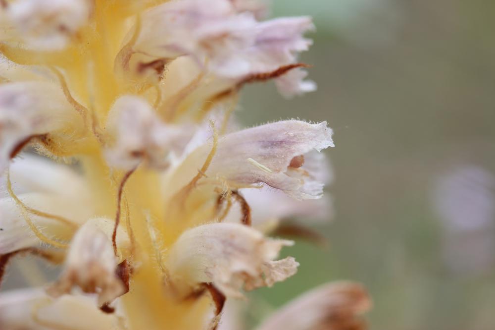Orobanche violette, Orobanche du Panicaut Orobanche amethystea Thuill., 1799