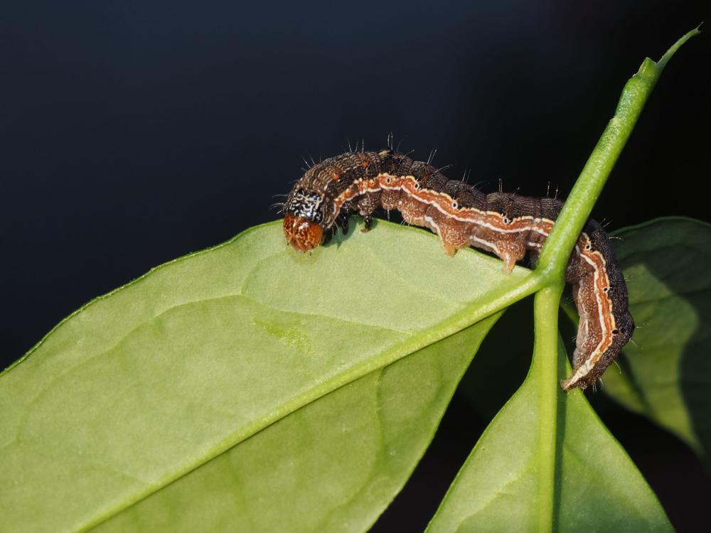 Armigère (L') Helicoverpa armigera (Hübner, 1808)