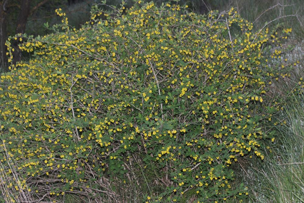 Épine-vinette, Berbéris commun Berberis vulgaris L., 1753