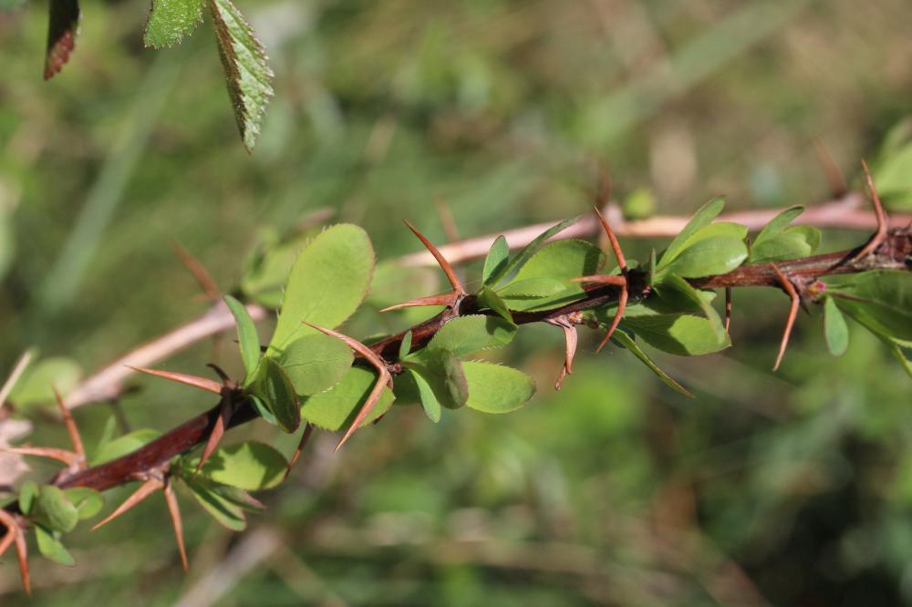 Épine-vinette, Berbéris commun Berberis vulgaris L., 1753