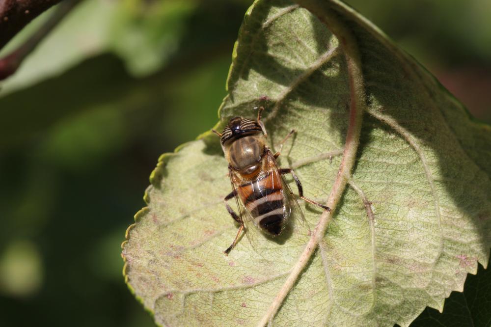  Eristalinus taeniops (Wiedemann, 1818)